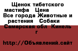 Щенок тибетского мастифа › Цена ­ 60 000 - Все города Животные и растения » Собаки   . Самарская обл.,Кинель г.